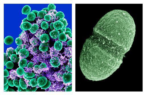 10,000 germ species live in and on healthy people