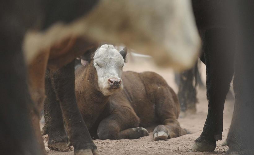 WALDO CANYON FIRE: Flying W Ranch cattle survive firestorm