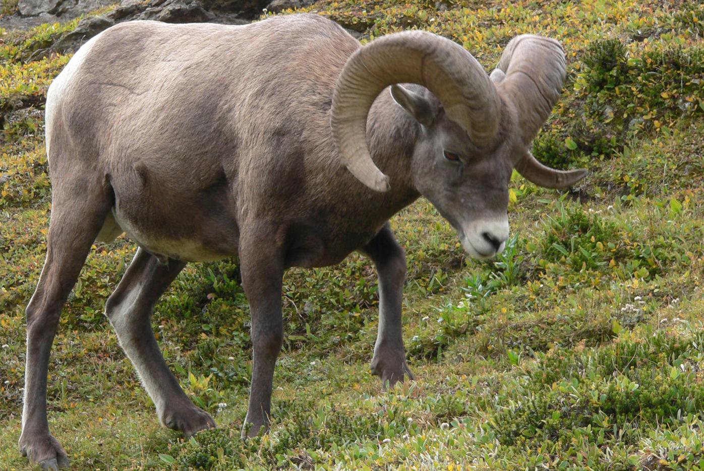 EVER WONDER: Did bighorns survive the fire? Prettier AFA solar panels
