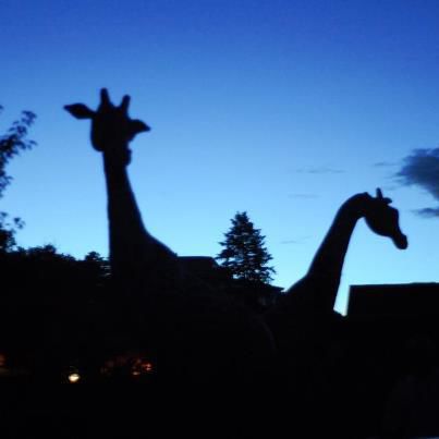LINDA’S PICK: ‘Moonlight on the Mountain’ at the Zoo