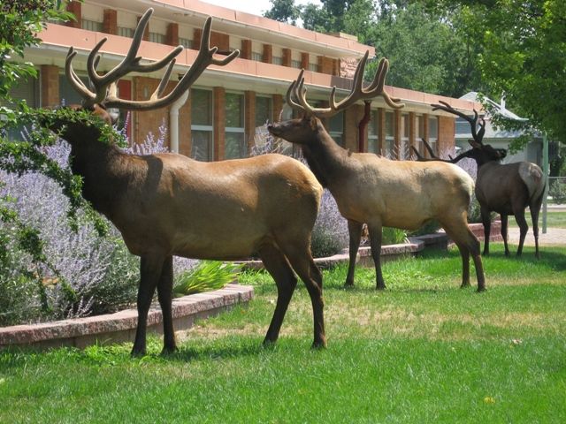 Elk in downtown Loveland draw fans