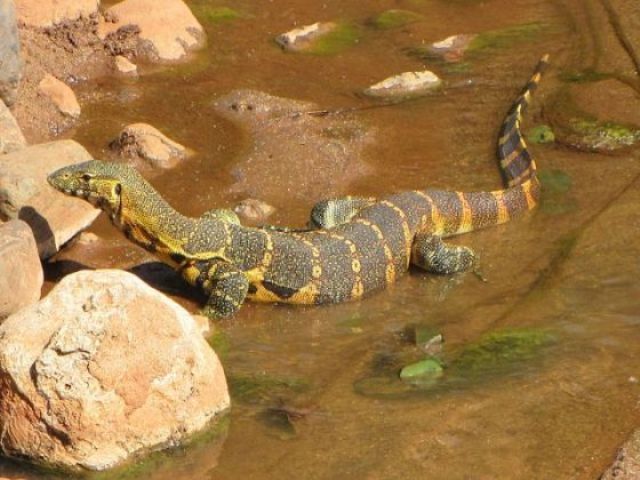 Search continues for lizard in Teller County