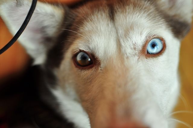 TRACY’S PICK: “Ruff! Life Wine Tasting”