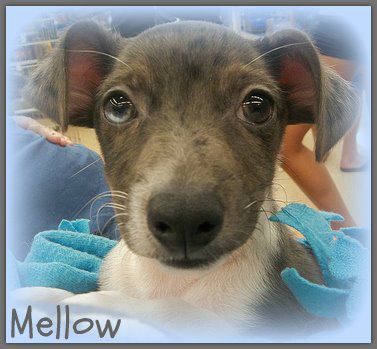 WIN TICKETS: Benefit Wine Tasting for Mill Dog Rescue