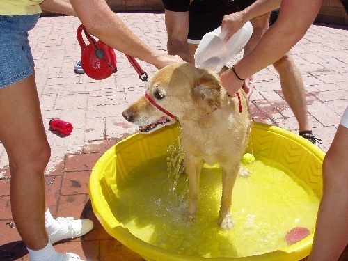 Ruff it up at the Bark at Briargate
