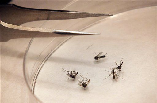 Amid US spike in West Nile, we too have the virus-filled modquitoes