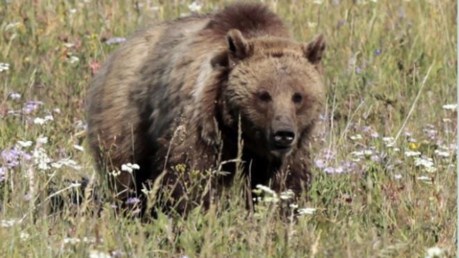 Photos show last moments before Friday’s fatal grizzly mauling in Alaska
