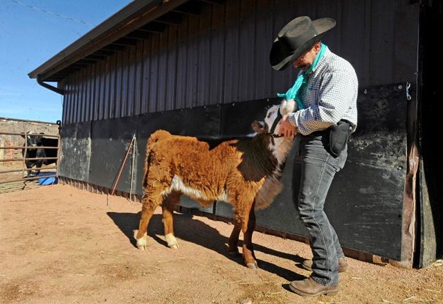 Calf born to Waldo Canyon fire survivor re-introduced to mom