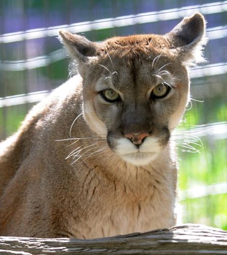 Cougar awareness raised near site of attack