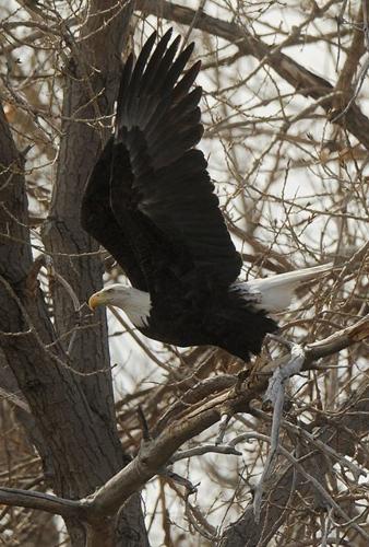 Bald eagles choose Fountain school campus for nest
