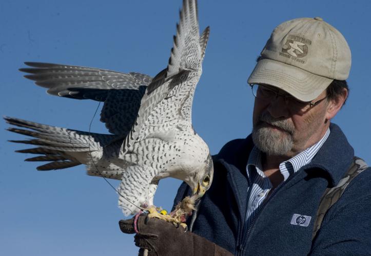 Falconry showcases the basics of pure hunting