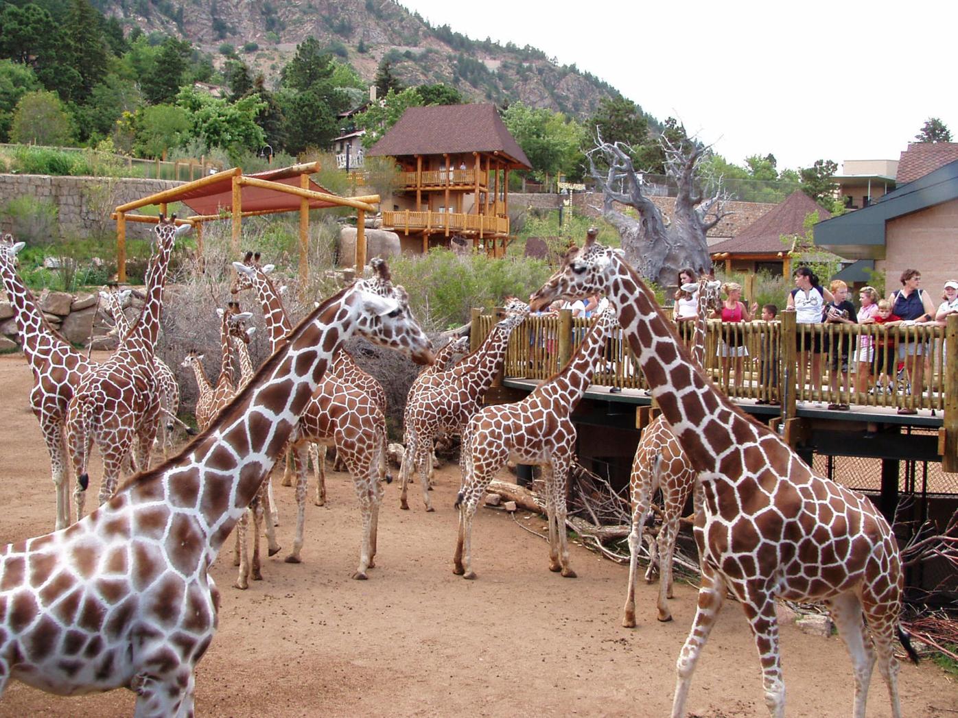 Blog: Yahoo! Travel deems Cheyenne Mountain Zoo one of the best