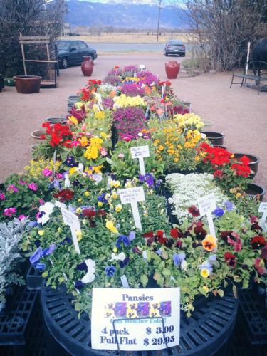 Harding Nursery helps create your perfect outdoor living space