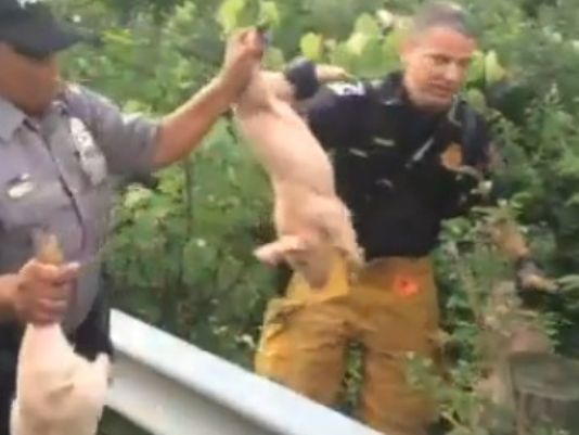 Video: More than 2,000 pigs on loose on Ohio highway