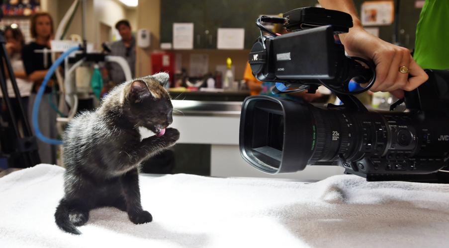 Colorado Springs rescue is the cat’s meow