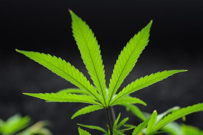 VIDEO: The Great Marijuana Debate