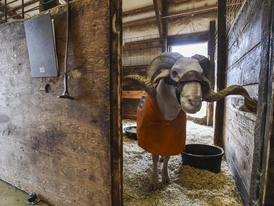 Colorado State University announces CAM the Ram’s cause of death