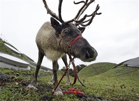Rudolph’s shiny red nose may be tied to eyes that glow blue