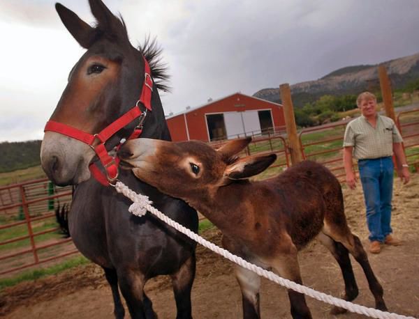 Mule’s foal fools genetics with “impossible” birth