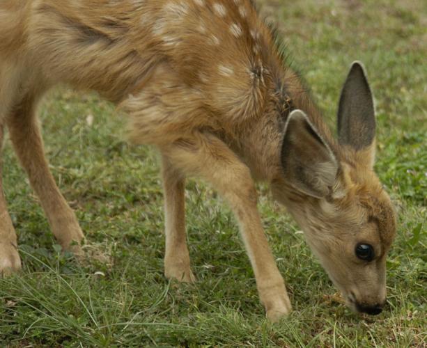Year-round gardening: Coping with deer in the garden