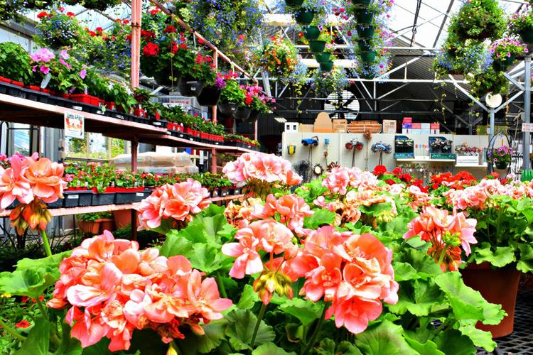 Spencer’s Lawn & Garden Centers add a little color to your life