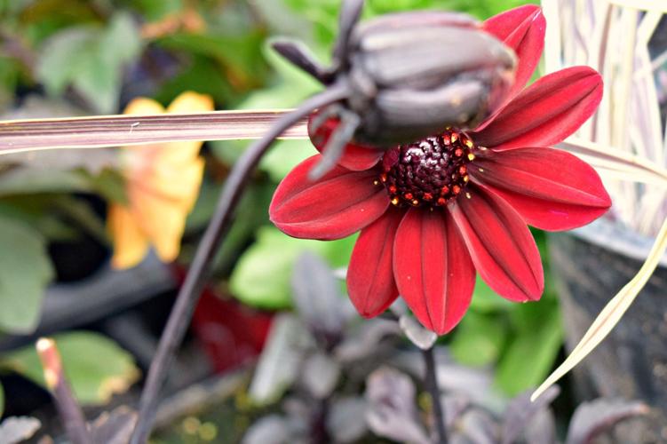 Summerland Gardens: Make your outdoor living as welcoming as your indoor living