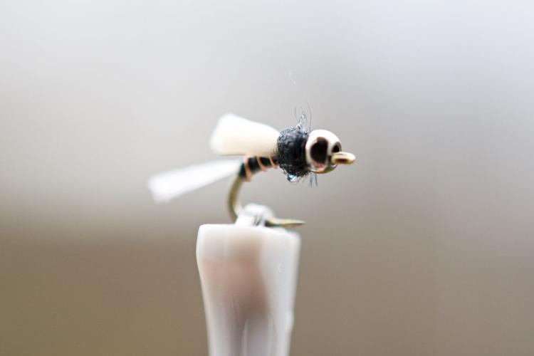On the fly: Shy’s Shucking Midge a winner on Colorado waters