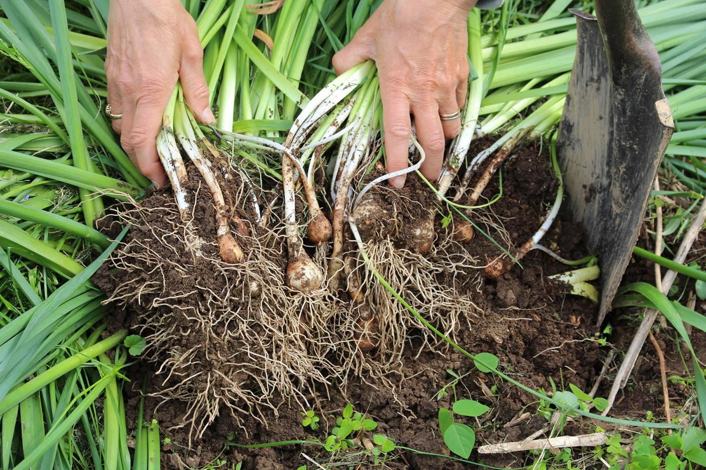 Plan and plant now for spring-flowering bulbs