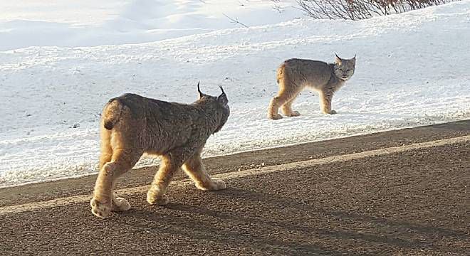 Colorado lynx touted on social media died of natural causes