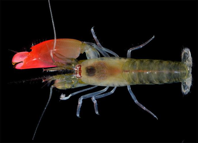 Researchers name loud shrimp after Pink Floyd