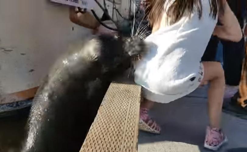 WATCH: Startling video shows sea lion snatching girl from pier