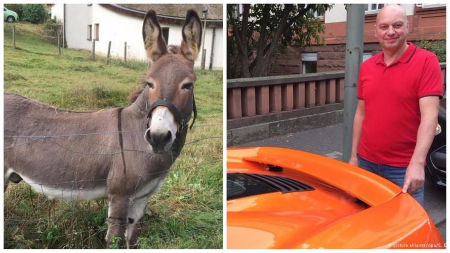 Donkey owner forced to pay $6,800 in damages after animal bites sports car