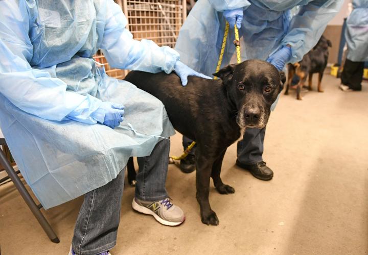 Out-of-state shelters dogs find hope in Colorado