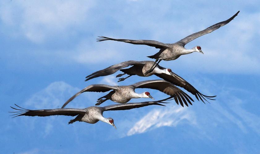 Leggy cranes returning to San Luis Valley