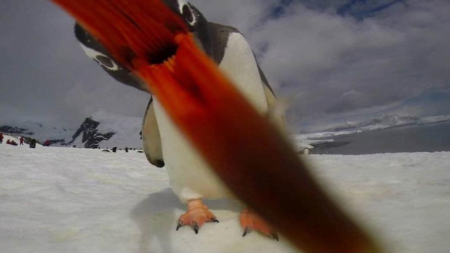 These penguins found a camera in Antarctica and captured a surprisingly good ‘selfie’