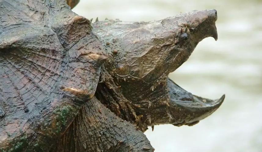 Science teacher allegedly fed live puppy to snapping turtle in front of students