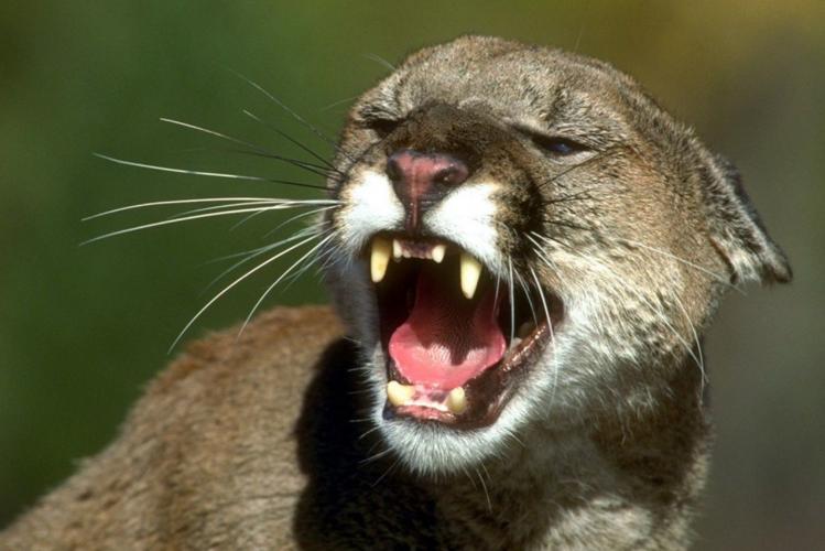 Colorado university study: Hunger trumps fear for mountain lions near homes