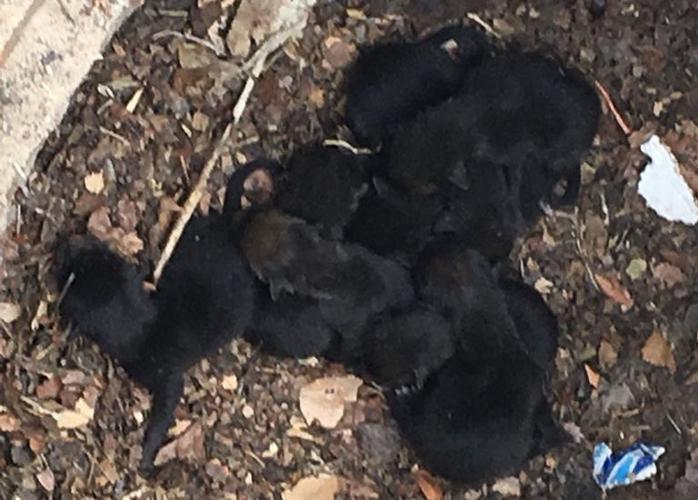 ‘Puppies’ from storm drain are red fox kits, Powers Pet ER determines