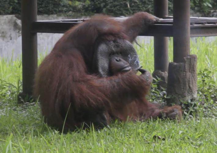 Smoking orangutan riles anger against zoo in Indonesia