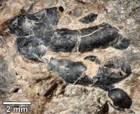 ‘Jurassic Park’ put dino dung on the silver screen. Here’s the real story.