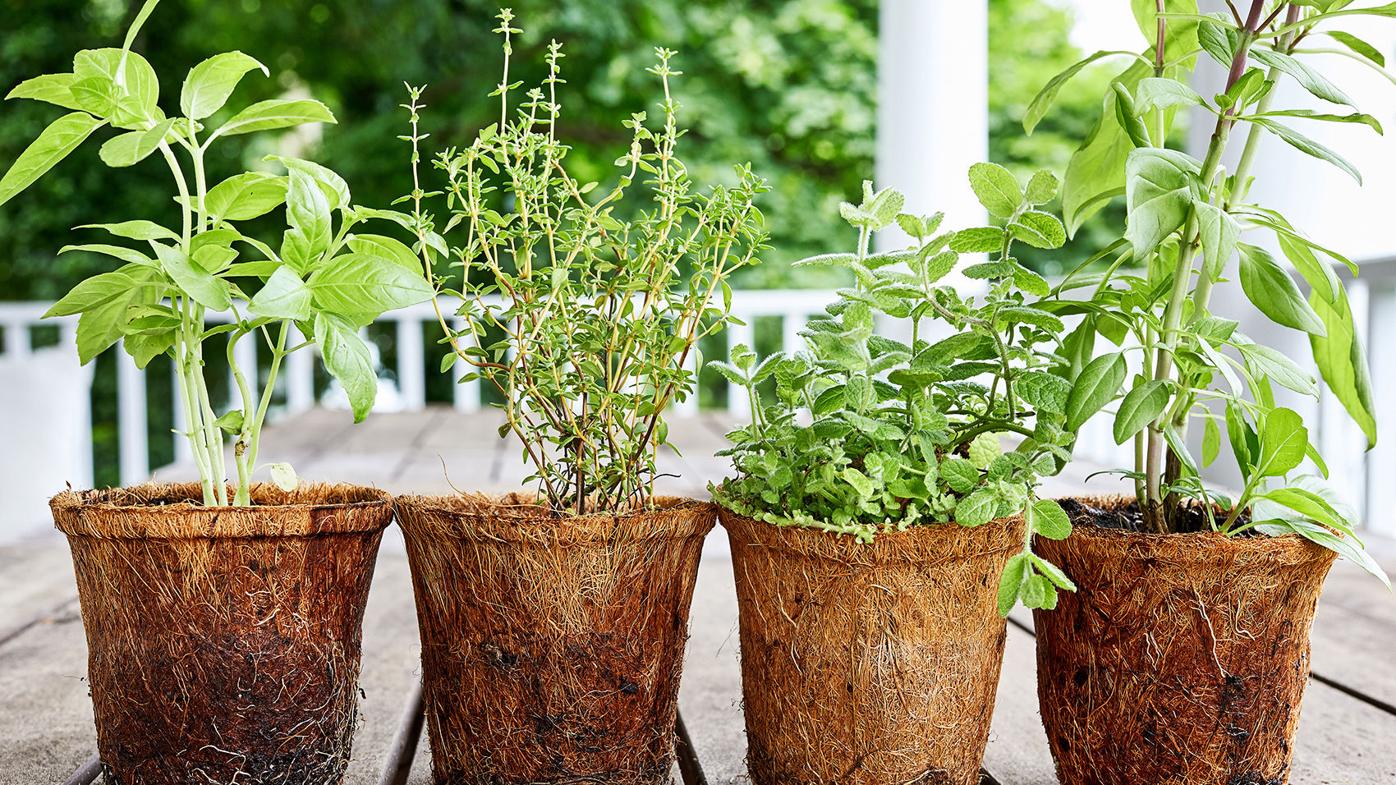 Choosing the most useful herbs to plant in your back yard