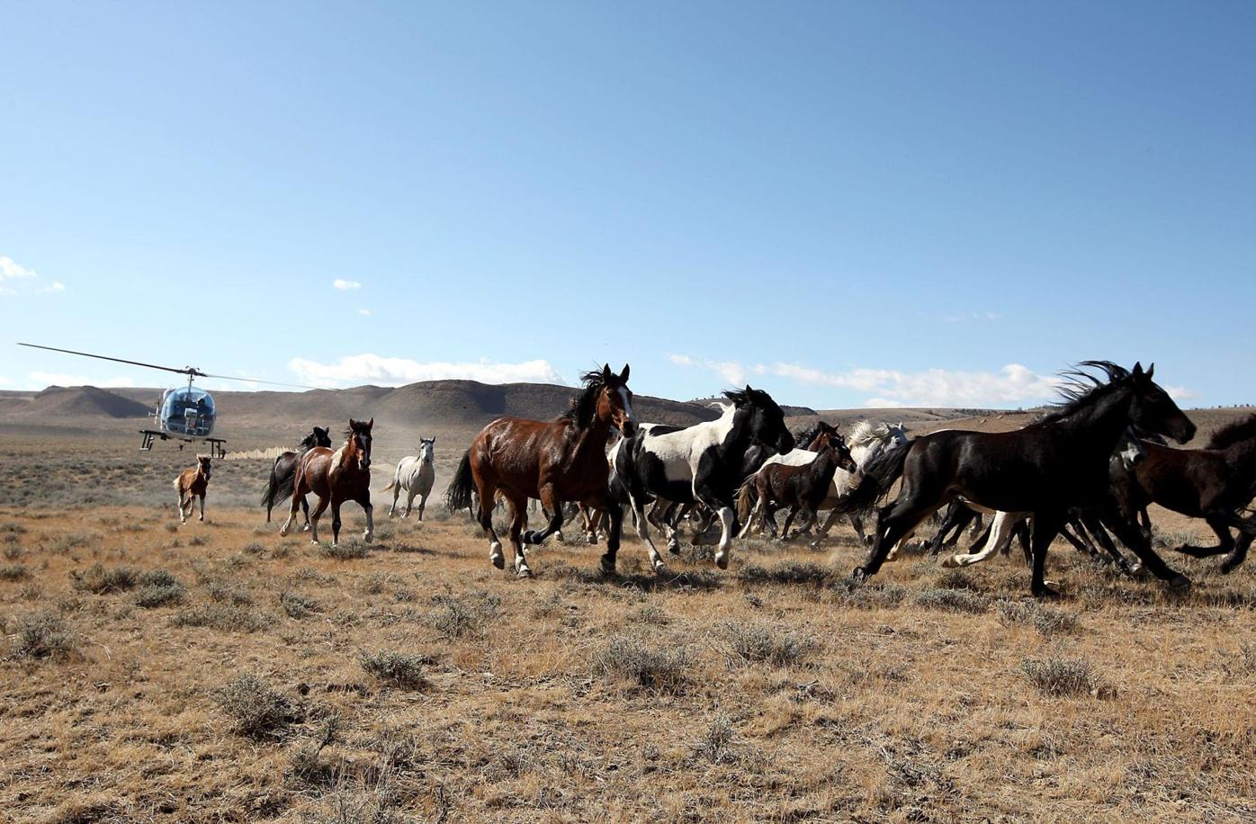 Feds hope to conduct horse roundups in western Colorado