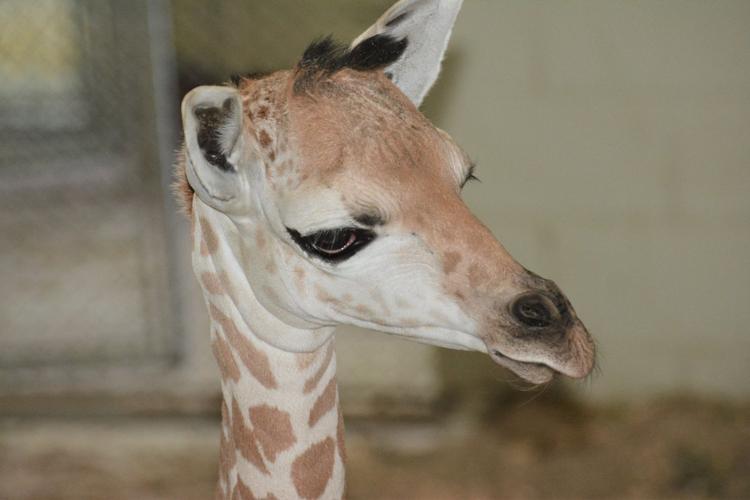 Cheyenne Mountain Zoo’s ailing baby giraffe named early