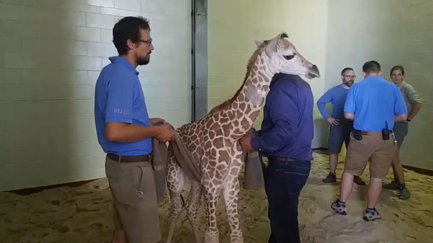 Cheyenne Mountain Zoo’s baby giraffe back on her feet after health scare