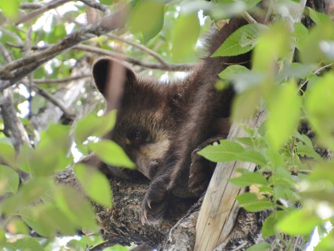 Bear cub rescued from Martin Drake Power Plant after sibling captured in south Colorado Springs