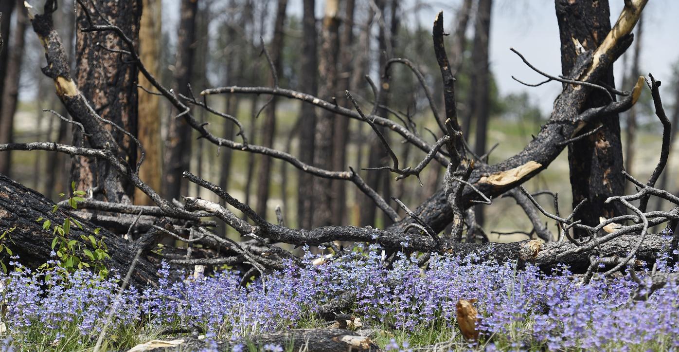 Community picnic to mark five years since the Black Forest fire