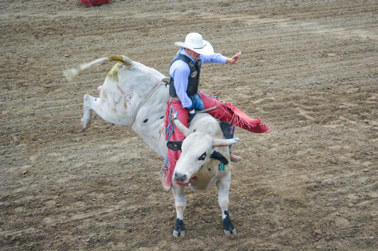 El Paso County Fair boasts bull riding and butterflies