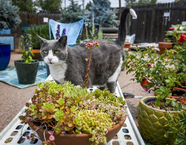 Summer succulent gardening – indoors and out