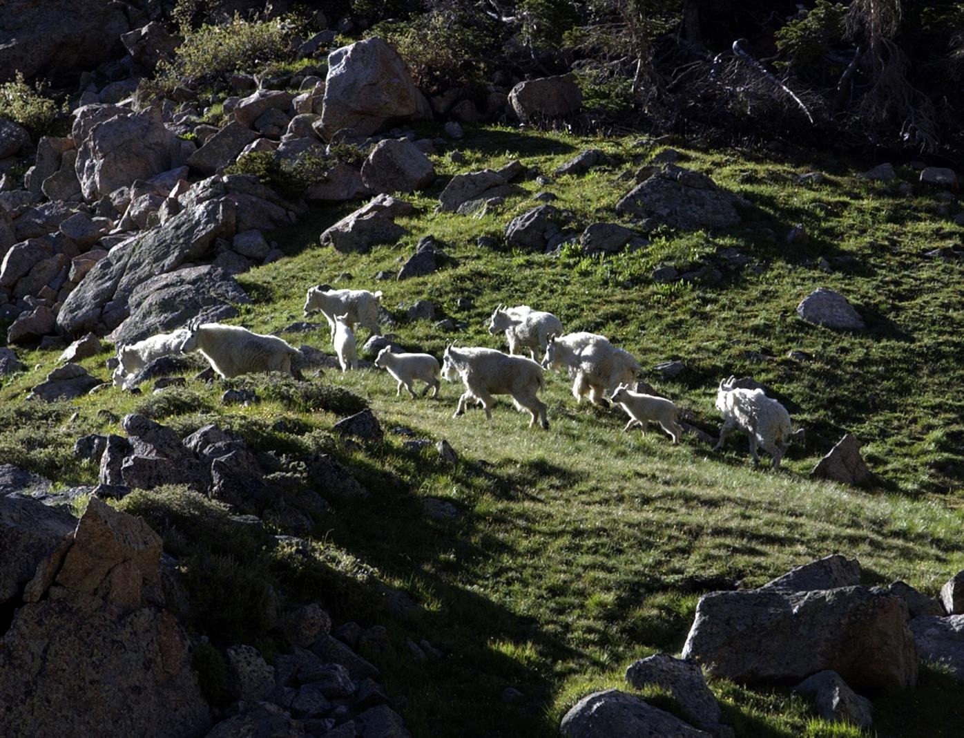 Information sought on 2 goats shot dead near Breckenridge