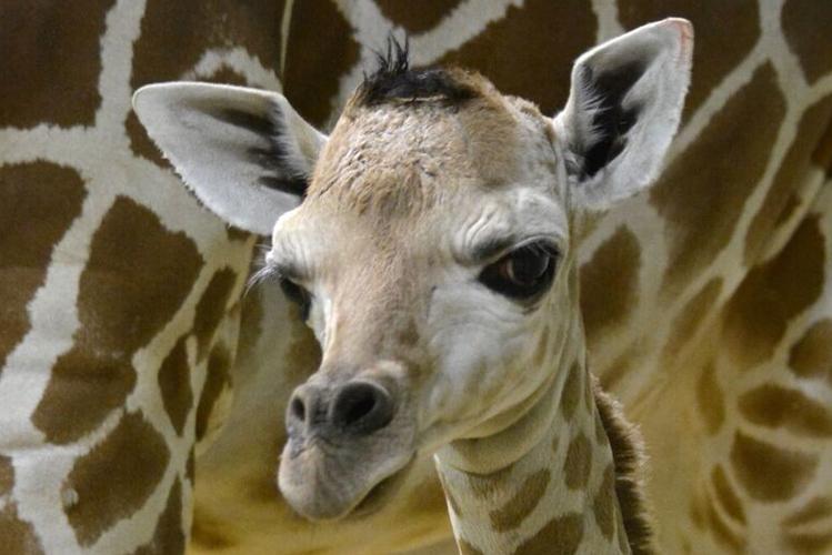 Cheyenne Mountain Zoo explains “humane” decision to euthanize calf giraffe Penny